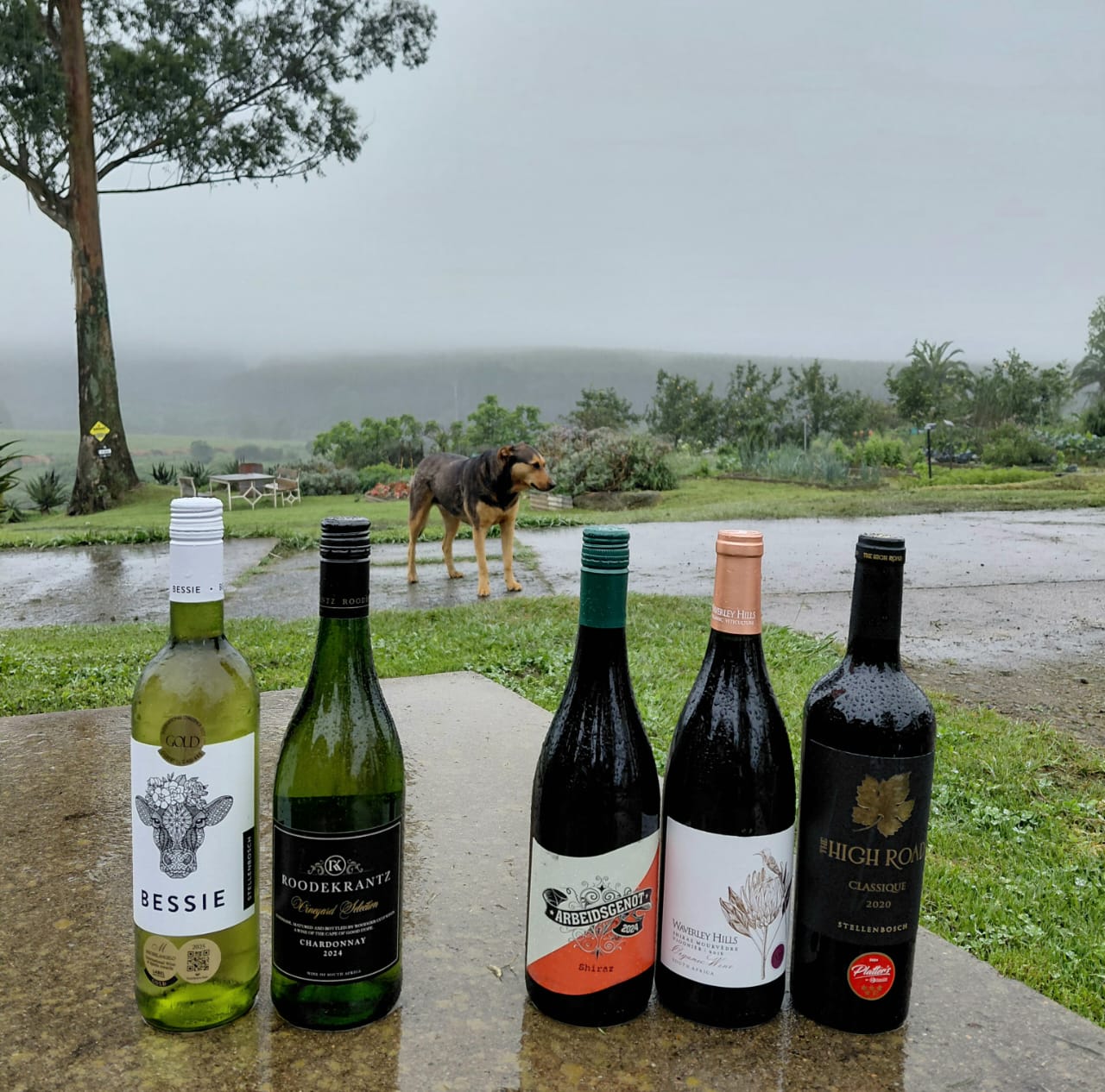 11 - NOVEMBER COLLECTION